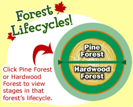 Forest Lifecycles