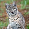 Bobcat
