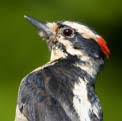 Downy Woodpecker