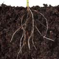 erosion control