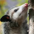 Opossum