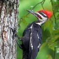 Red Cockaded Woodpecker