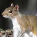 squirrel