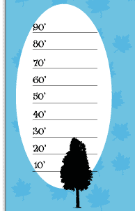 Tree Height