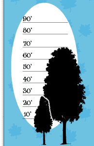 Tree Height
