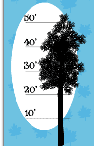 Tree Height