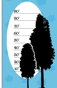 Tree Height