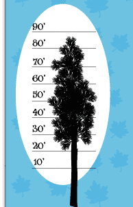 Tree Height