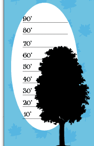 Tree Height