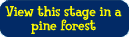 View Stage in Pine Forests