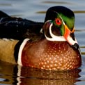 Wood duck