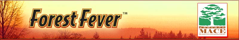 Forest Fever