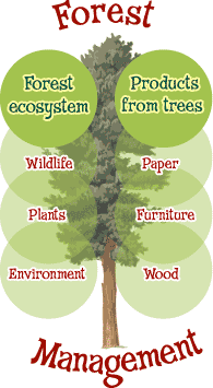 Forest Management