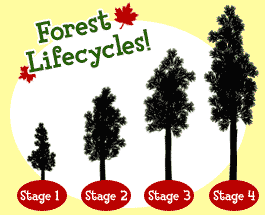 Forest Lifecycles!