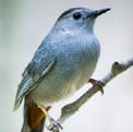 Gray catbird