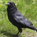 Crow