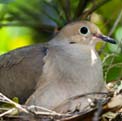 Dove