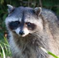 Raccoon