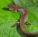 Salamander