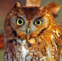 Screech Owl
