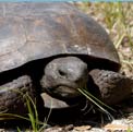 Gopher tortoise
