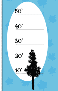 Tree Height