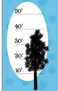 Tree Height