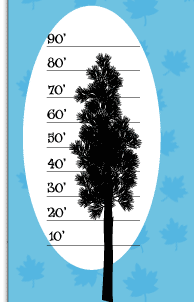 Tree Height